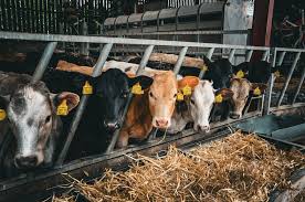 Compound animal feed production facility UK — EC 183/2005 HACCP compliance